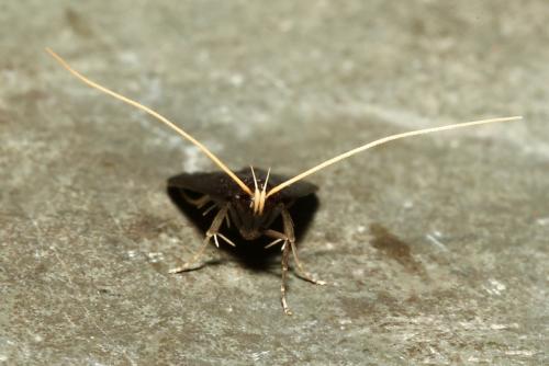 Homaloxestis briantiella
